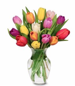 1k. Spring Tulips in Vase